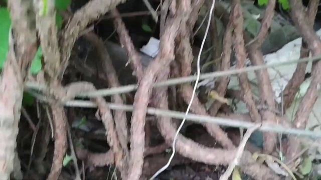 Китайский лимонник 2020..Урожая не будет. смотреть онлайн