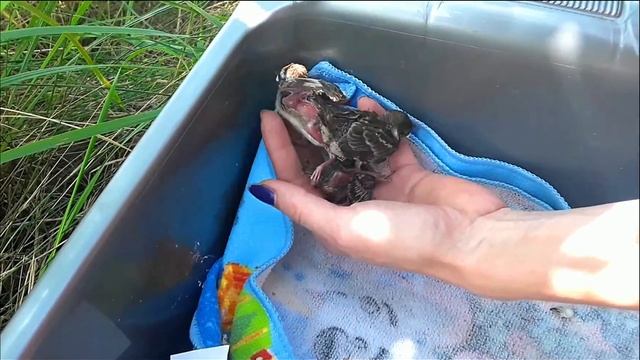 Спасение птенцов воробья! Ручной воробей / Rescue of sparrow chicks. Tame Sparrow