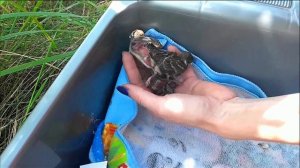 Спасение птенцов воробья! Ручной воробей / Rescue of sparrow chicks. Tame Sparrow