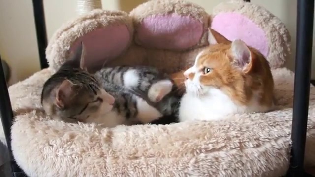 Семейные разборки 