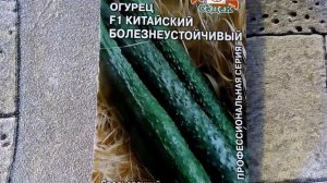 Огурец F1 Китайский болезнеустойчивый - ознакомление