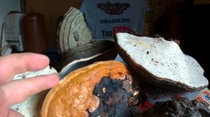 Русский гриб трутовик - запас на зиму