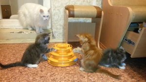 Котята мейн кун полтора месяца