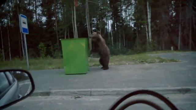 Медведь на трассе Ханты Мансийск Горноправдинск смотреть онлайн