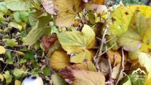 Быстрый способ размножения смородины черенками ! Как размножить смородину осенью ! Посадка школки !