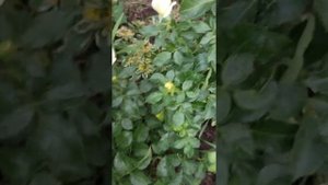 Роза Айконик .Персидский гульмент