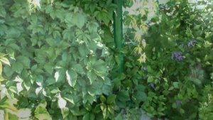 В том же месте, но в ЧАС иной! ))) Цветник из многолетников и кустарников своими руками .