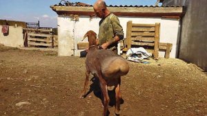 Гиссарский баранчик Грубого типа по кличке Дракон 6 месяцев и 17 дней, в холке 90 см., +79054444790