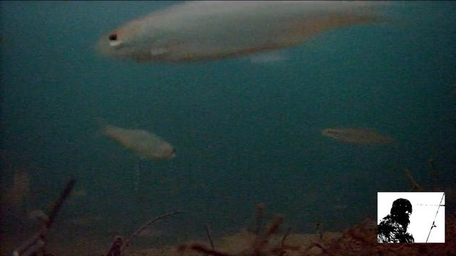 Рыбалка на Шакве! Ловля рыбы на мотыль. Подводные съёмки. 31 января 2021 года. смотреть онлайн