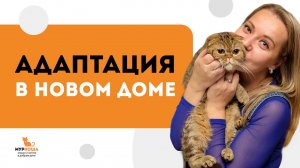 Адаптация в новом доме! Школа "Муркоши"