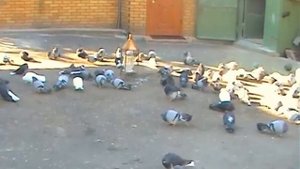 Голуби Олега Криворученко Красноармейск