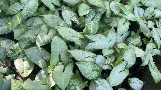 Tanaman hias syngonium white butterfly