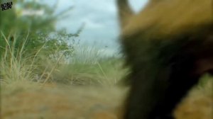 Медоед в деле! Против Льва, Леопарда, Гиены, Гадюки!