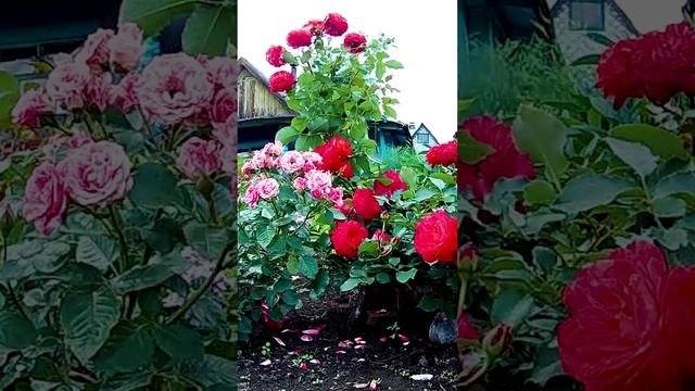 Садовые розы.?
