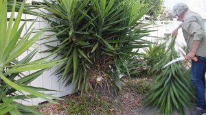 Yucca Pruning   Weekend Job