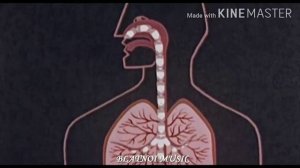 Арсен Шахунц - Девочка, Стоп ! Не надо