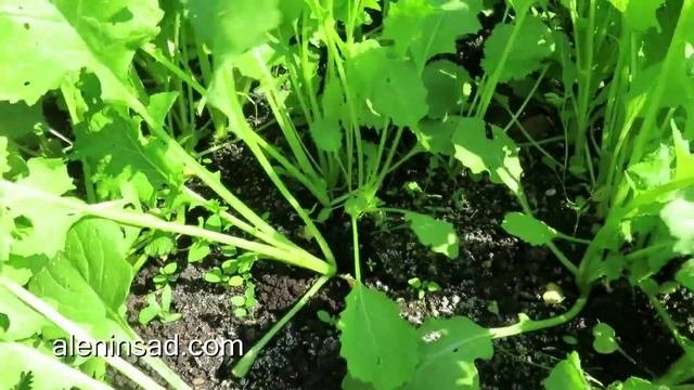 Выращивание редьки, редиса, репы, дайкона.  3.  Прореживание