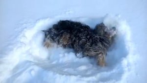 Кокер-спаниель зимой в снегу