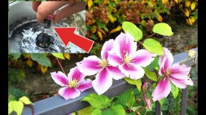 Чем подкормить клематисы осенью? Когда и как подкармливать клематисы осенью?