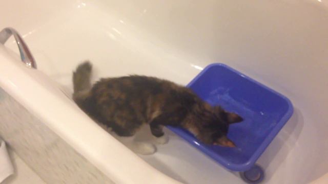 Как мейнкун пьёт воду смотреть онлайн