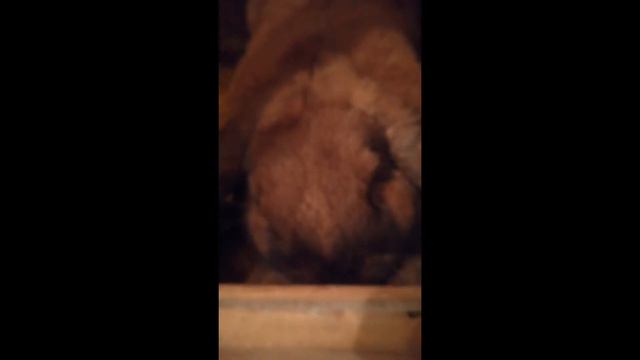 Кролик ест морковь смотреть онлайн