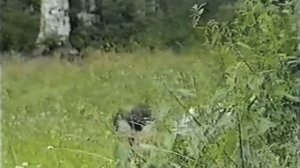 Городок - "Собаки и люди"