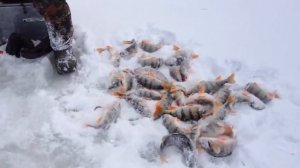 Рыбалка на Оби. Молчаново