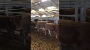 Мясная порода КРС лимузин. Продажа КРС породы Лимузин живым весом оптом в России и СНГ.