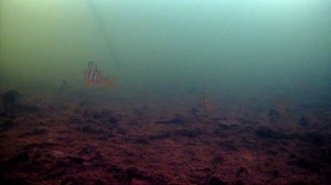 РЫБАЛКА НА БЕЗМОТЫЛКУ. НАШЁЛ СТАЮ ГОЛОДНОЙ РЫБЫ НА МАЛЕНЬКОЙ РЕКЕ.