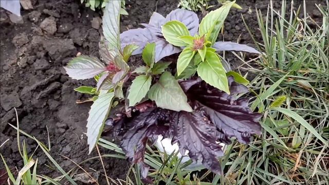 ✅❦ Базилик укореняем? Легко ! Как? смотрите это видео! смотреть онлайн