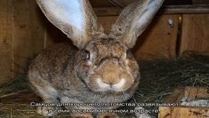 Кролик серый великан: описание породы и особенности разведения