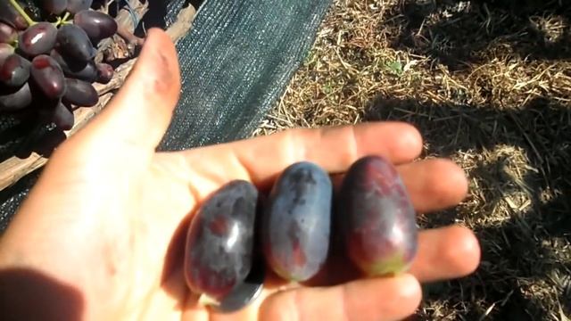 Виноград Богатырь 2020 смотреть онлайн