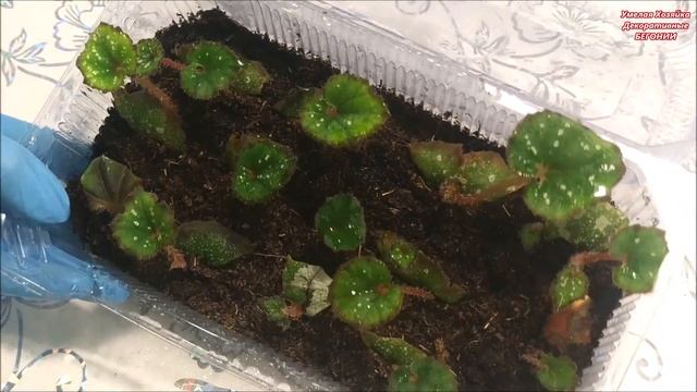 ПОЛИВАЮ КОНТЕЙНЕРЫ и ТЕПЛИЧКИ с ? БЕГОНИЯМИ смотреть онлайн