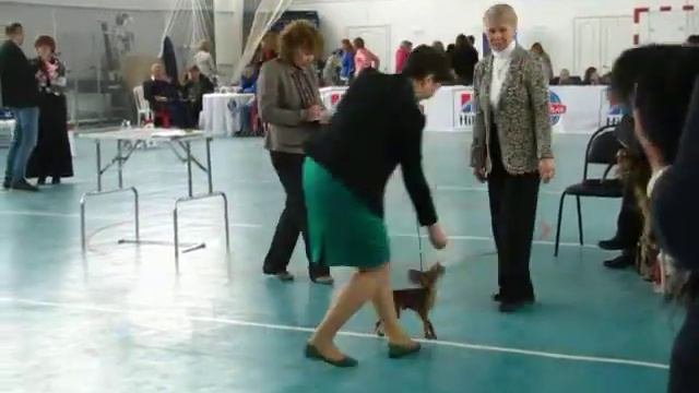 ВСЕРОССИЙСКАЯ  ВЫСТАВКА Эксперт Белкина Е.В.