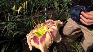 Опыление лилейников. Часть 6 / Сад Ворошиловой