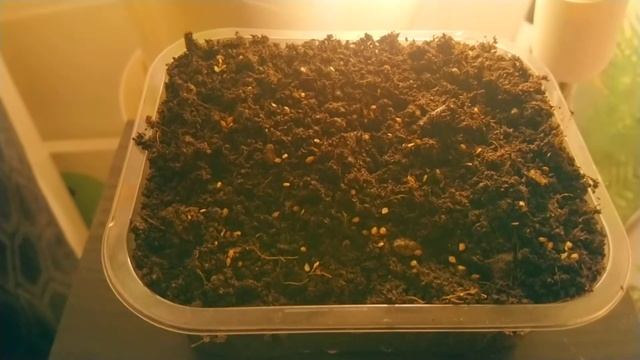 BETULA PAPYRIFERA Paper Birch/Canoe Birch Seed Sowing 19.02.2021