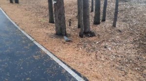 Белочка делает запасы и меняет окрас! Белая Холуница