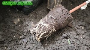Когда пересаживать саженцы винограда в контейнеры When to transplant grape seedlings into container