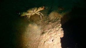 Песня про краба