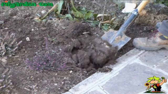 Primroses смотреть онлайн