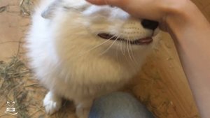 Самая милая лиса на свете. The sweetest Fox in the world.