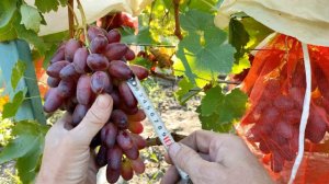 🍇 РИЗАМАТ - виноград, который уплетают за ОБЕ ЩЕКИ.