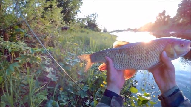Ловля голавля на спиннинг - "ультралайт" / "C&R" / Первый выезд сезона 2019 г. смотреть онлайн