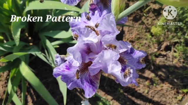 Мой сад в апреле. Цветение ирисов 2023 смотреть онлайн