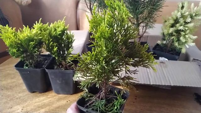 ТУЯ ГОЛДЕН СМАРАГД