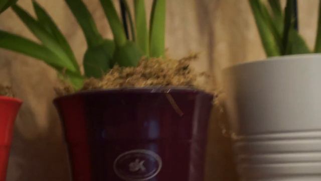 Цветение орхидей на 12 08 2017. смотреть онлайн