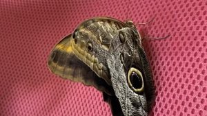 Бабочкарий / ферма бабочек /