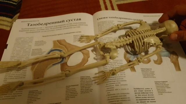 Укрепляем тазобедренные суставы, живот и спину. Полезные и вредные упражнения