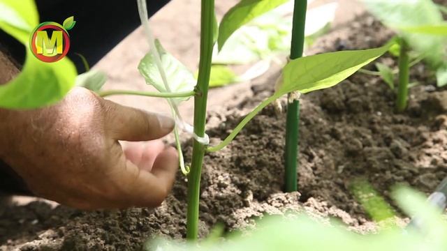 Подвязывание растений перца и баклажана. смотреть онлайн