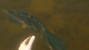 Поиск сокровищ на дне озера Серебряное. Нашел мешок стоимостью в несколько тысяч ₽₽₽